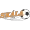 Skala IF